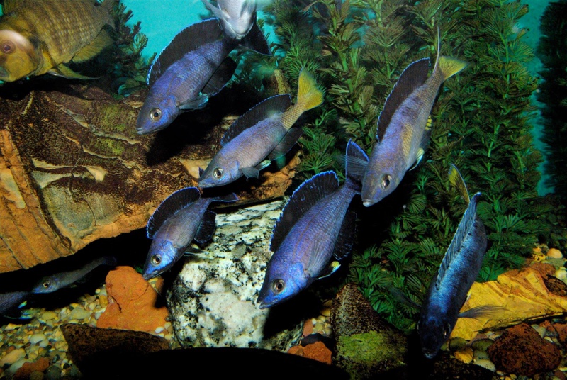 Cyprichromis sp. 'brilliant jumbo' (Speckleback Moba)
